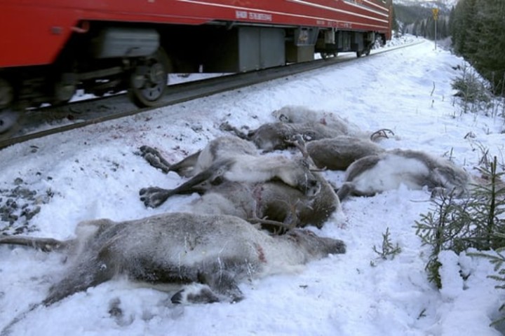 More than 100 Reindeer Killed in Norway by Freight Trains